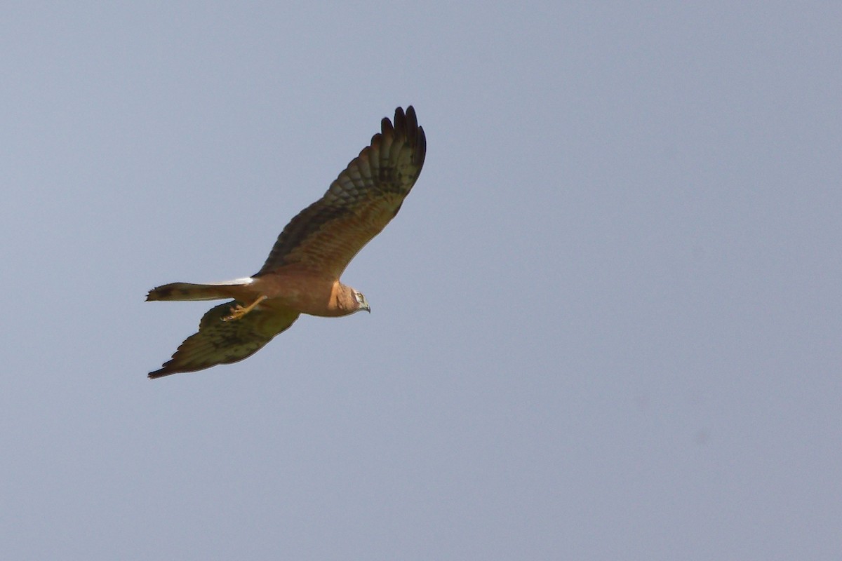 Aguilucho Papialbo - ML645154096