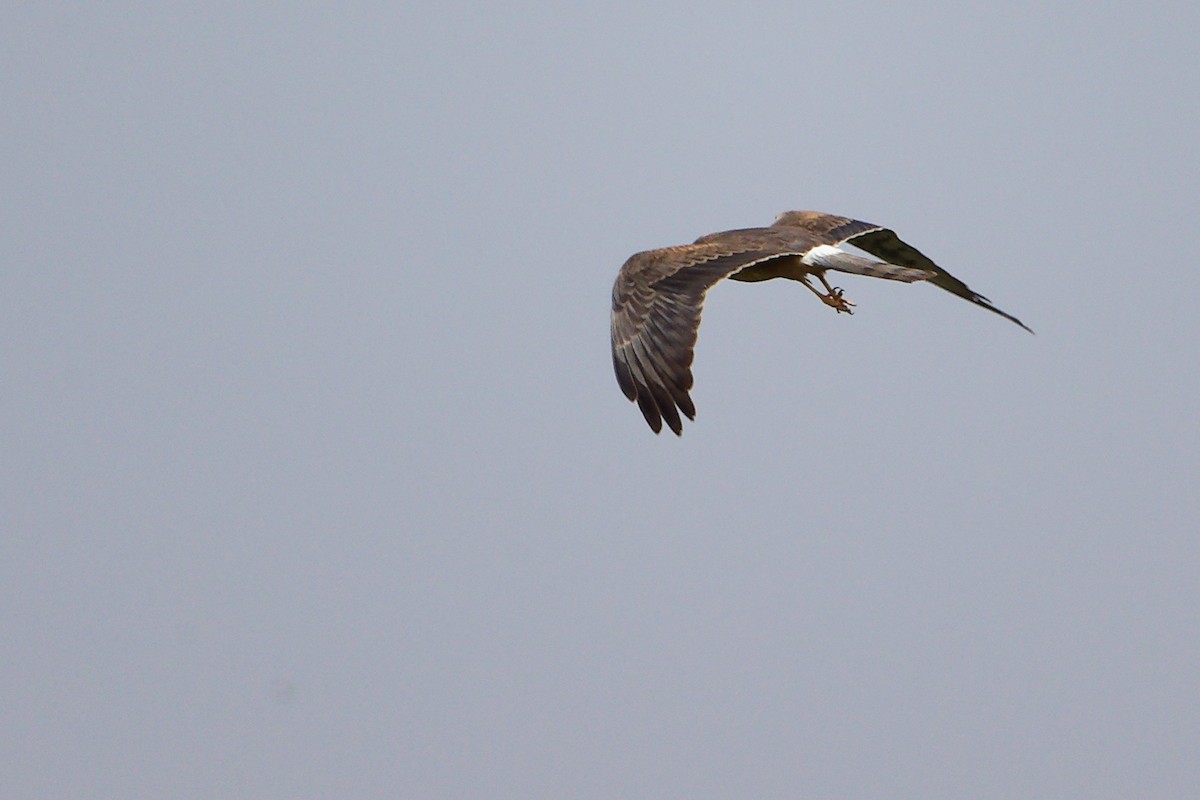 Aguilucho Papialbo - ML645154102