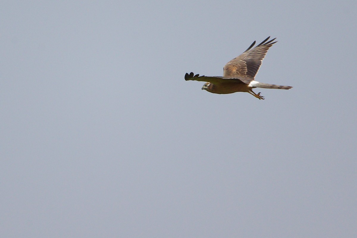 Aguilucho Papialbo - ML645154104