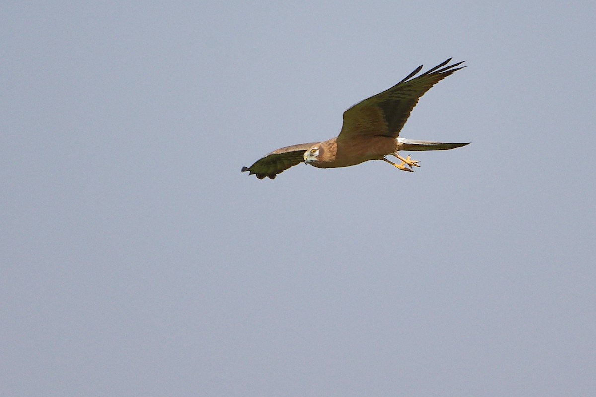 Aguilucho Papialbo - ML645154106