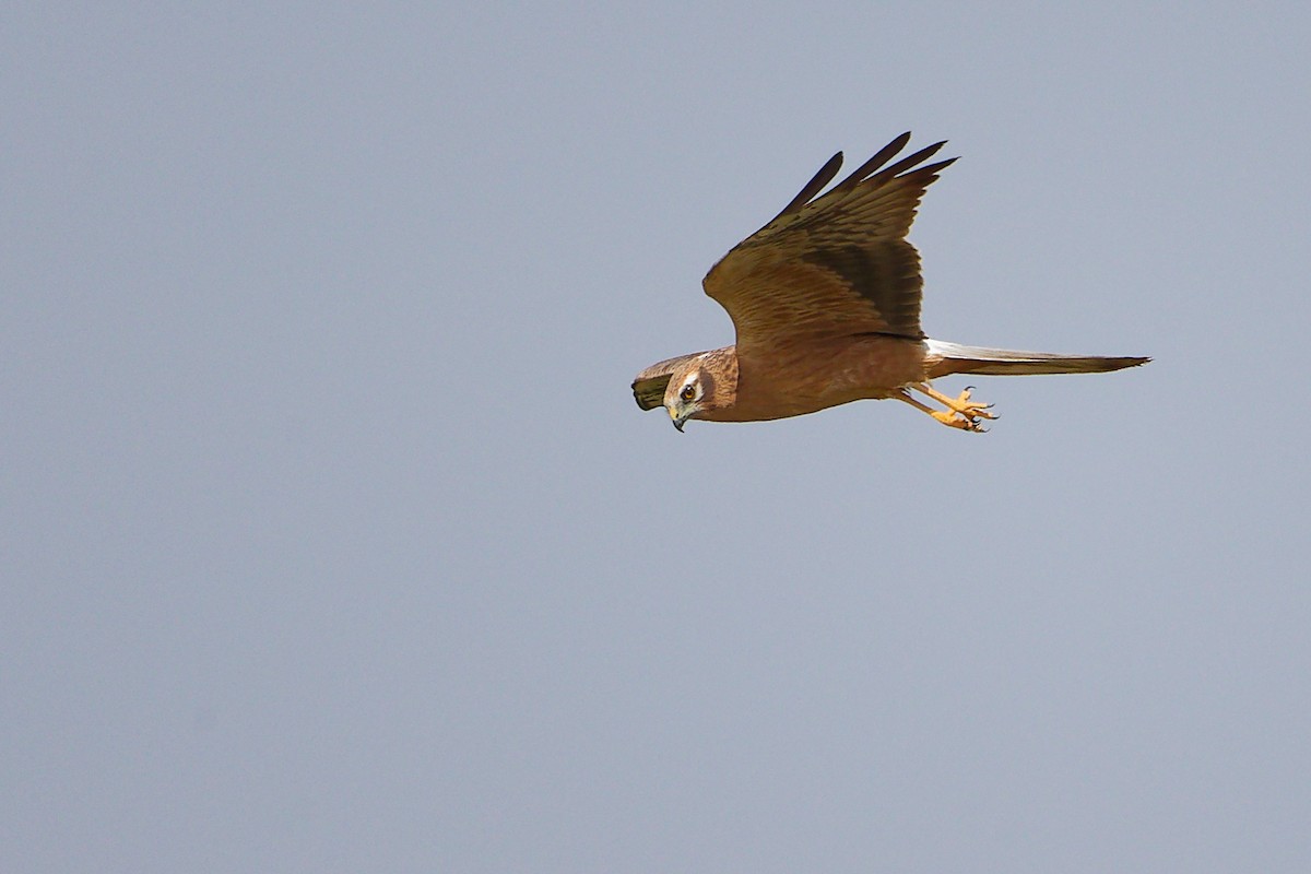 Aguilucho Papialbo - ML645154109