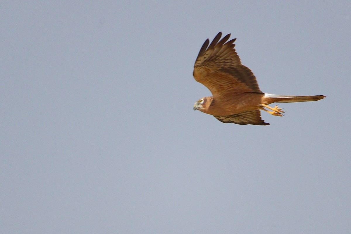 Aguilucho Papialbo - ML645154110