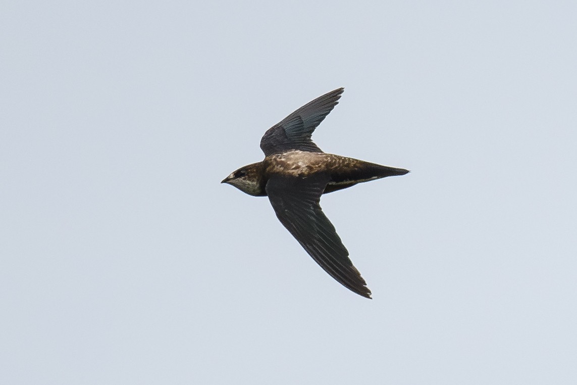 White-throated Needletail - ML645154111