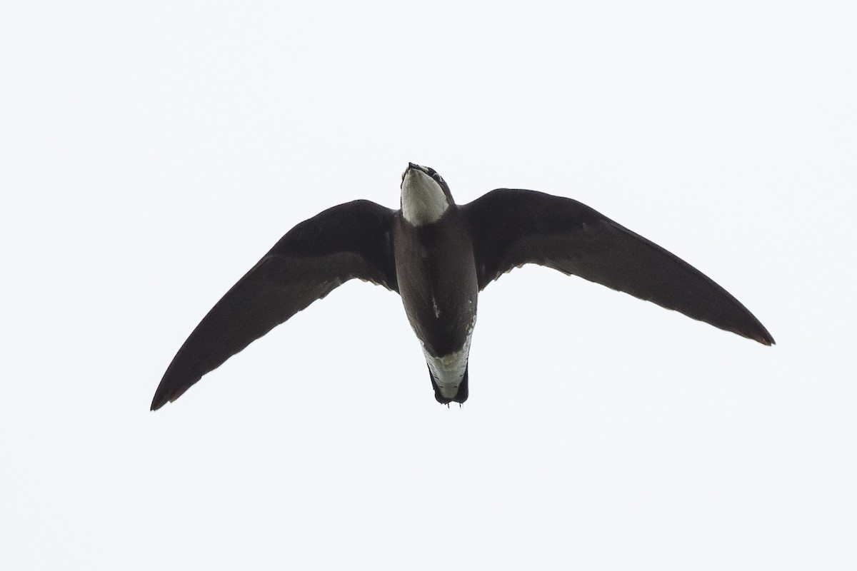 White-throated Needletail - ML645154112