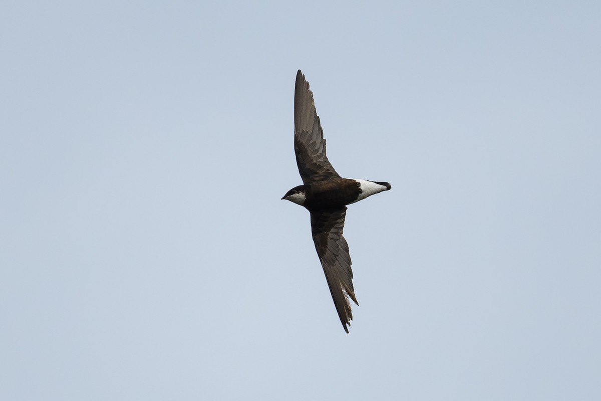 White-throated Needletail - ML645154113
