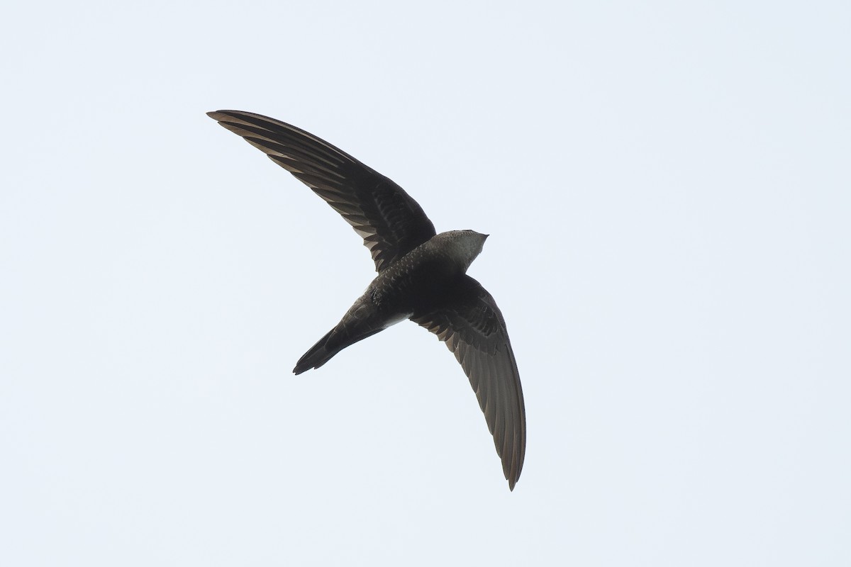 Pacific Swift - ML645154114