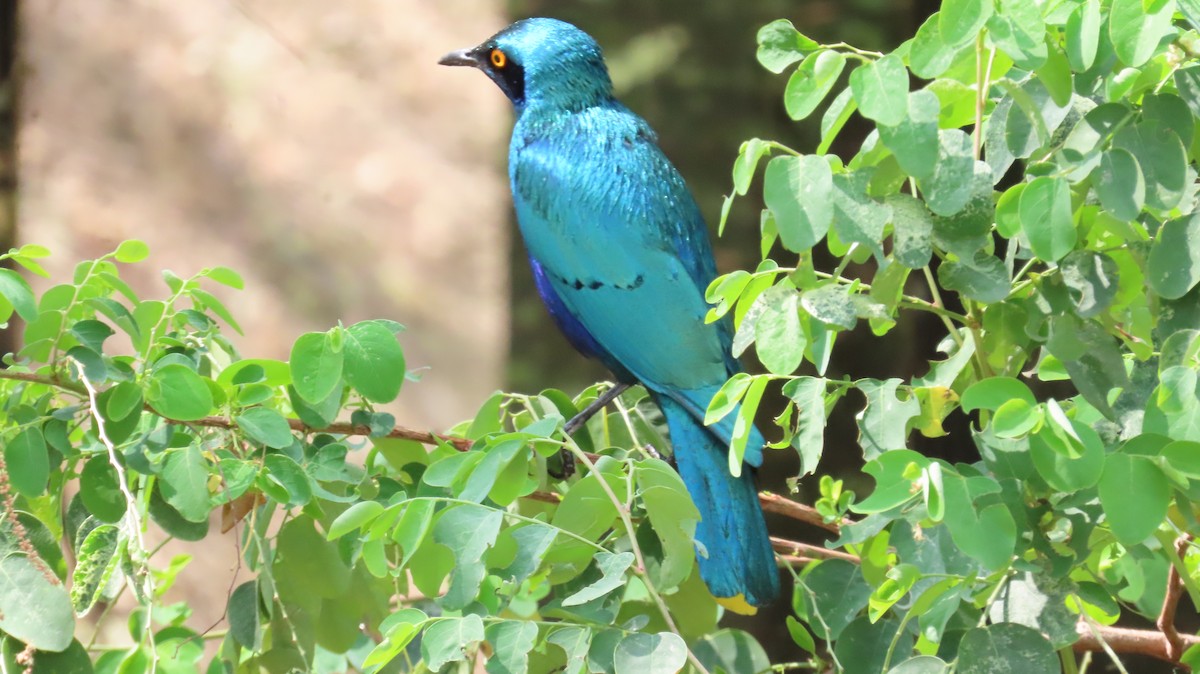 blåøreglansstær - ML645154129