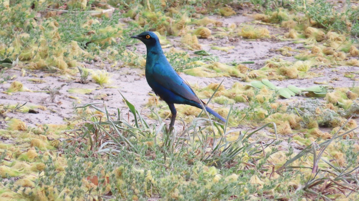 blåøreglansstær - ML645154130