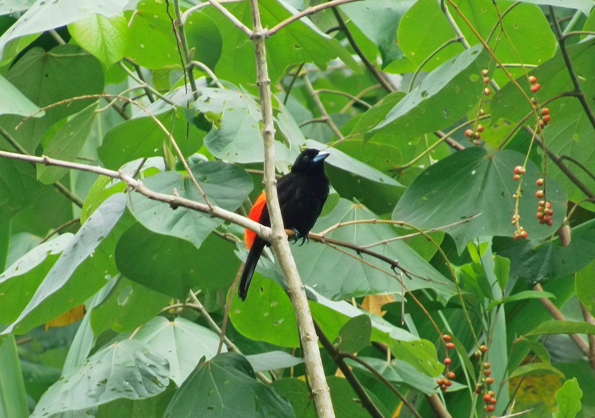 Scarlet-rumped Tanager - ML645154135