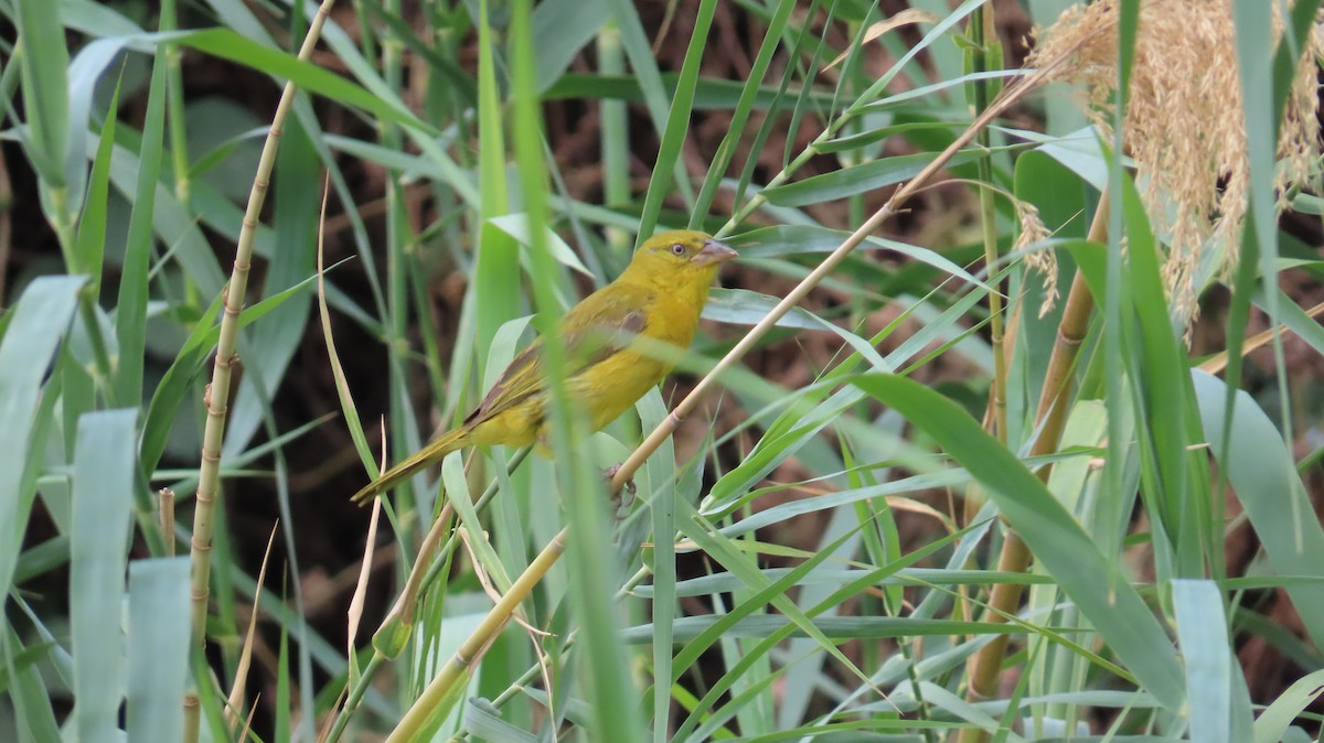 Holub's Golden-Weaver - ML645154136