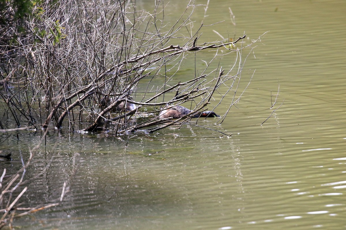 Australasian Grebe - ML645154170