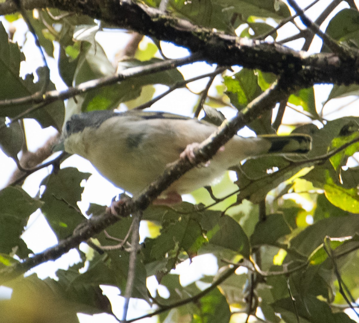 White-browed Shrike-Babbler - ML645154173