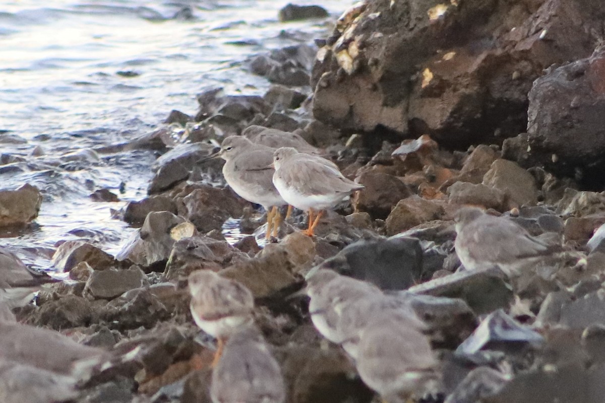 tereksnipe - ML645154176