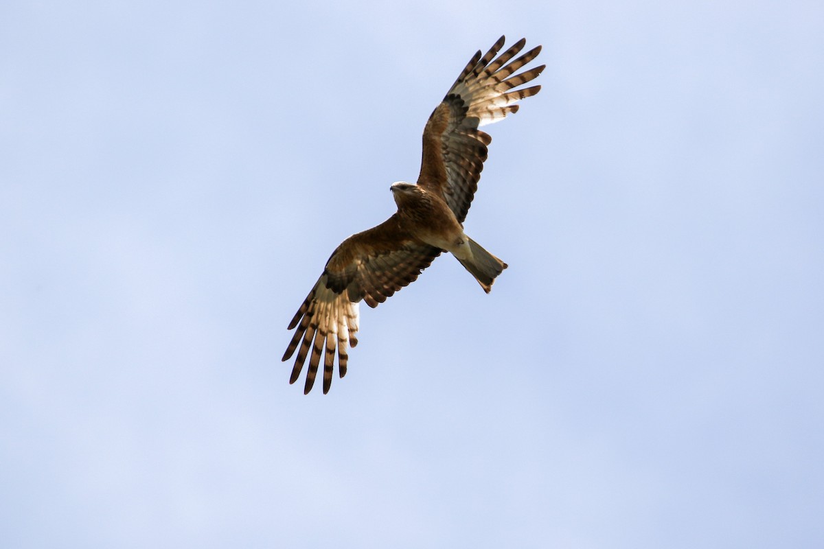 Square-tailed Kite - ML645154180