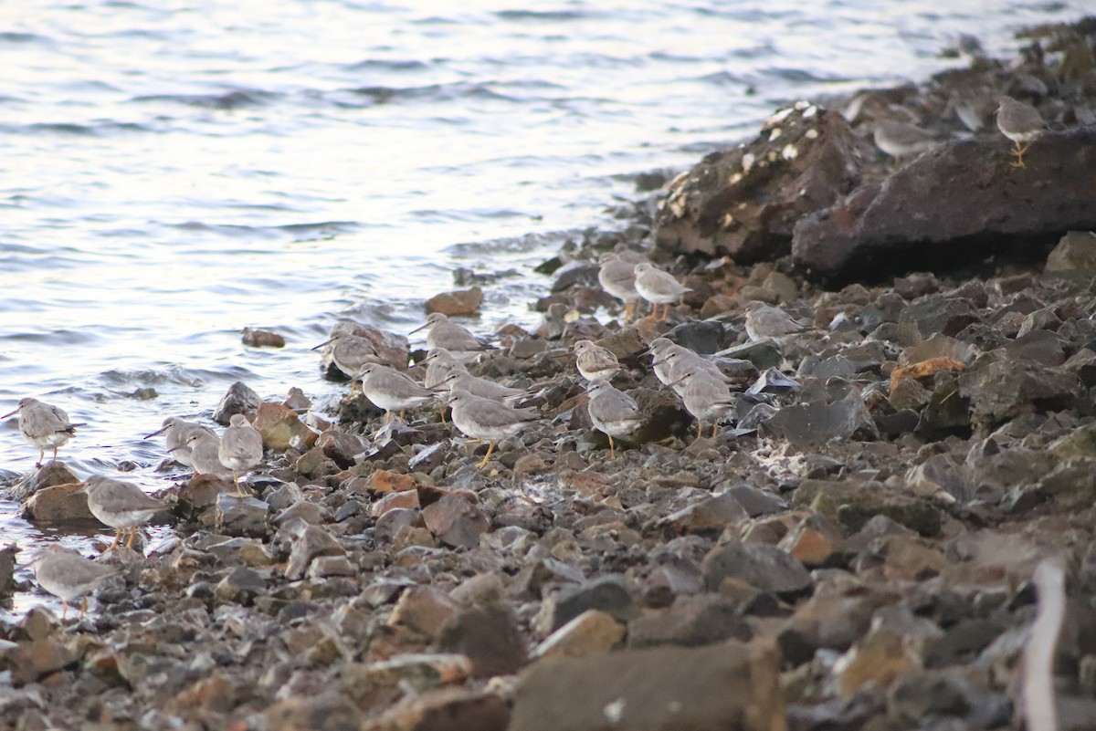 Gray-tailed Tattler - ML645154189