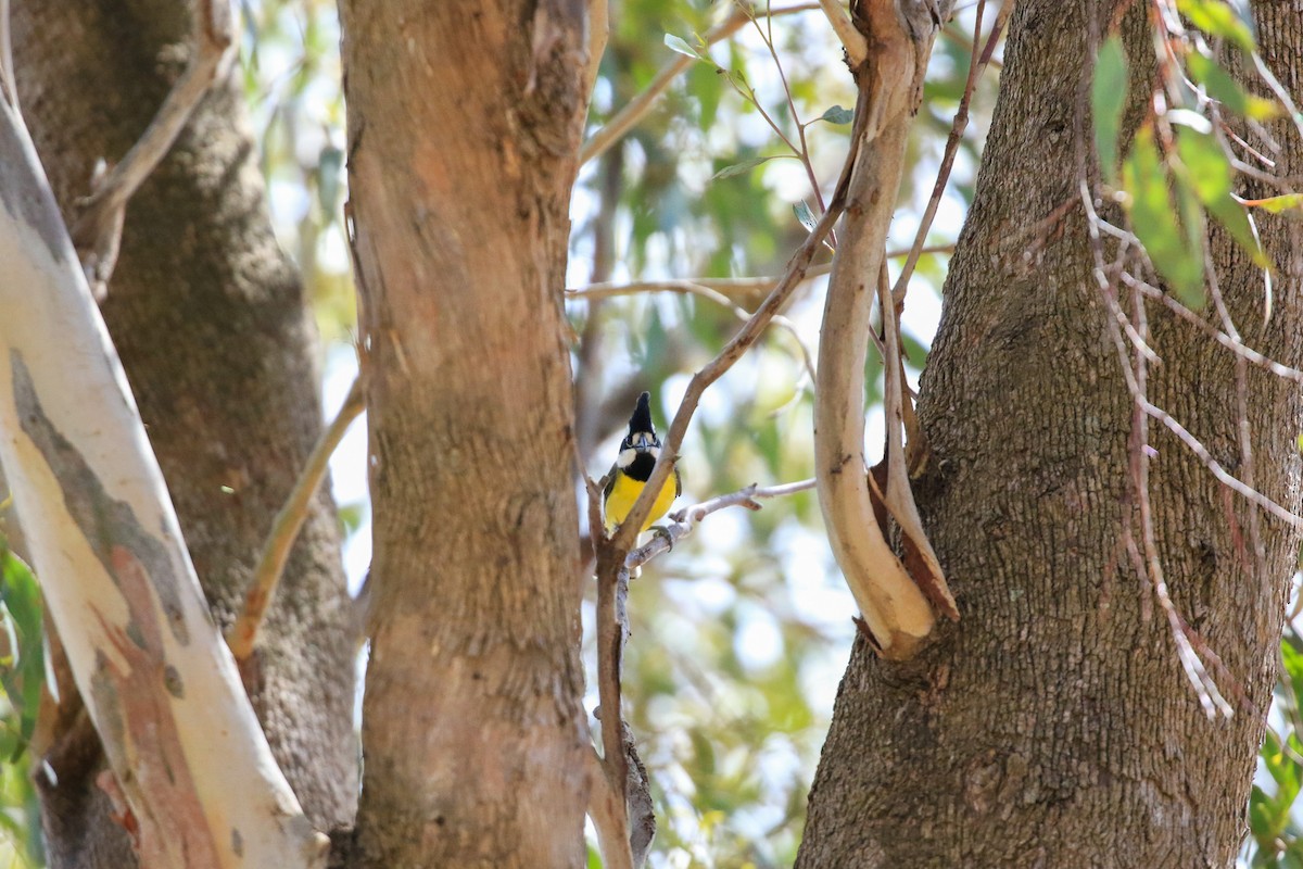 Eastern Shrike-tit - ML645154212