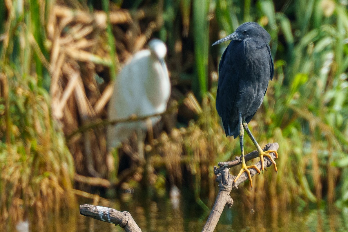 Black Heron - ML645154216