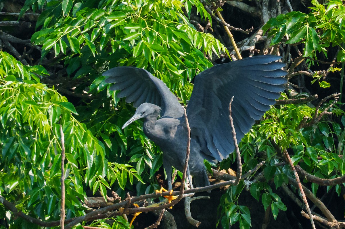Black Heron - ML645154217