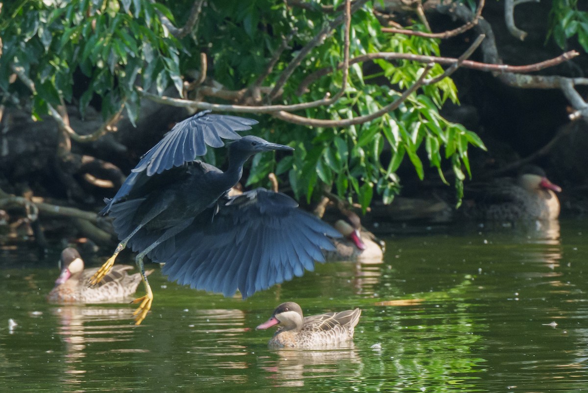 Black Heron - ML645154218