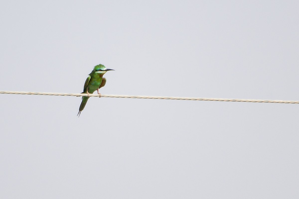 Blue-cheeked Bee-eater - ML645154228