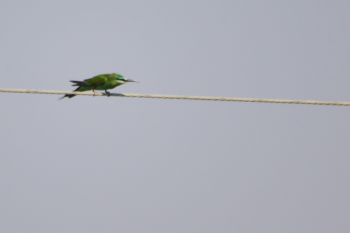 Blue-cheeked Bee-eater - ML645154229
