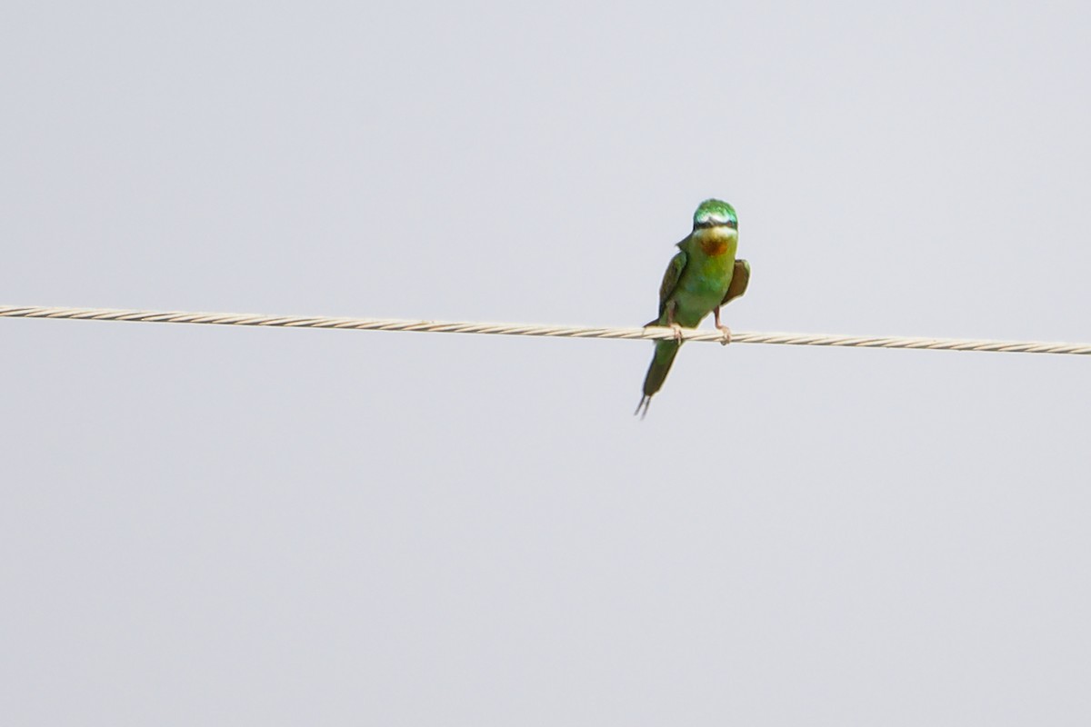 Blue-cheeked Bee-eater - ML645154230