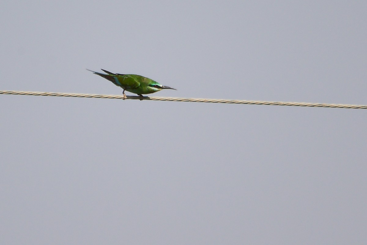 Blue-cheeked Bee-eater - ML645154231