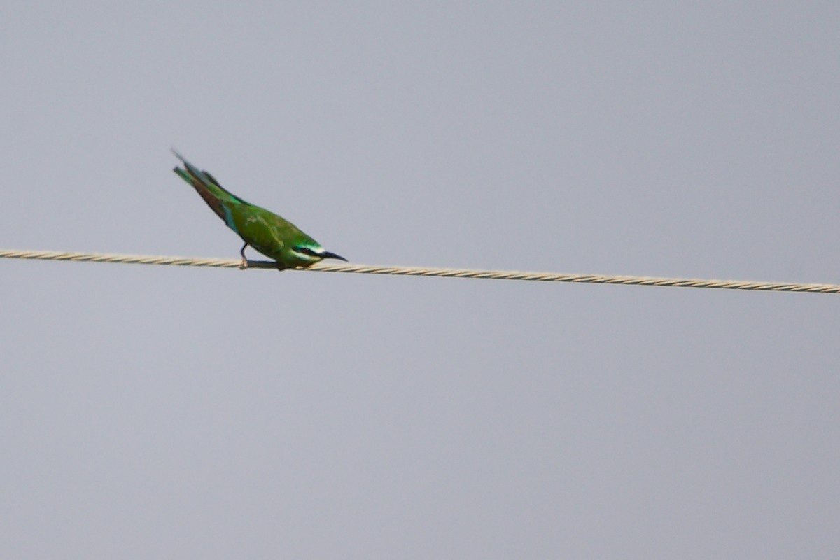 Blue-cheeked Bee-eater - ML645154232