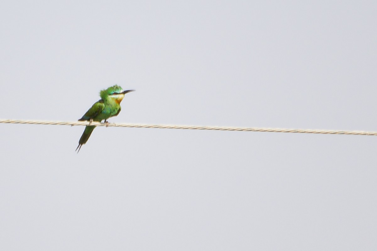 Blue-cheeked Bee-eater - ML645154244