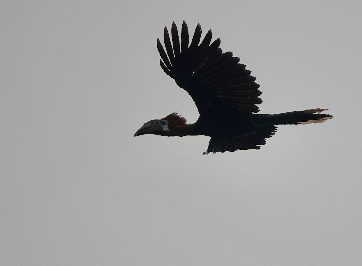 クロコブサイチョウ - ML645154251