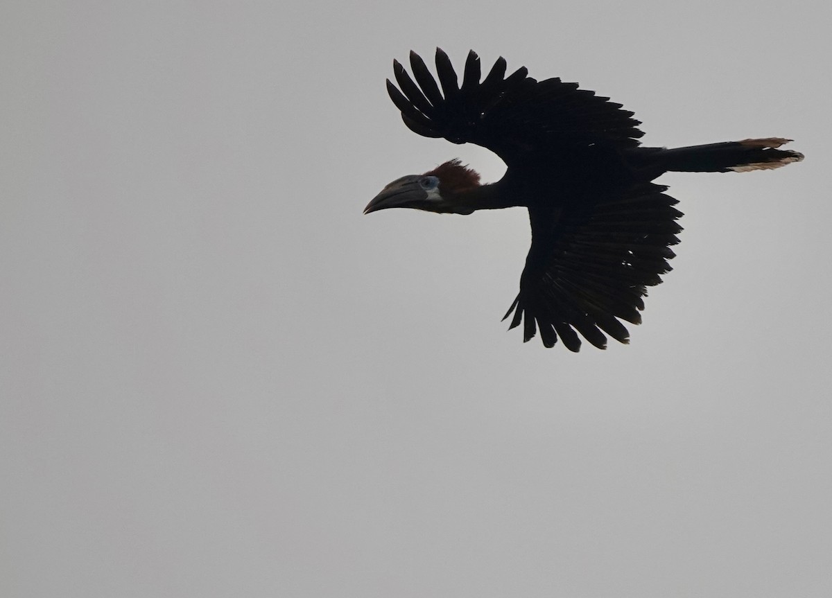 クロコブサイチョウ - ML645154252