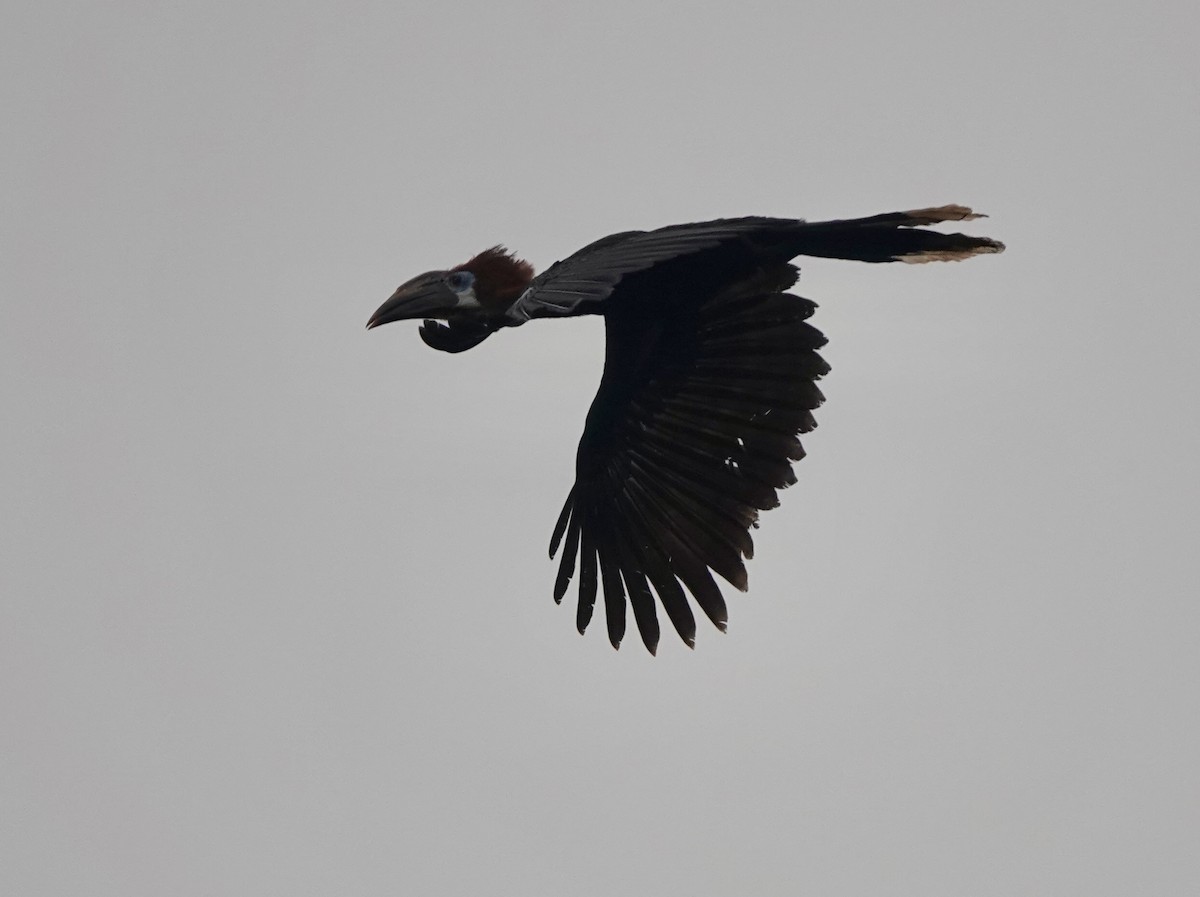 クロコブサイチョウ - ML645154253