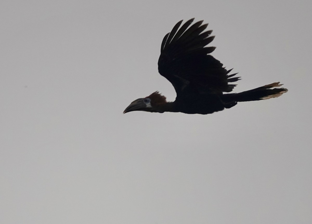 クロコブサイチョウ - ML645154255