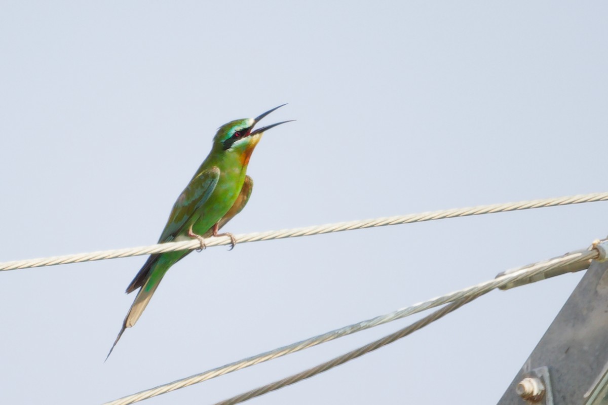 Blue-cheeked Bee-eater - ML645154259