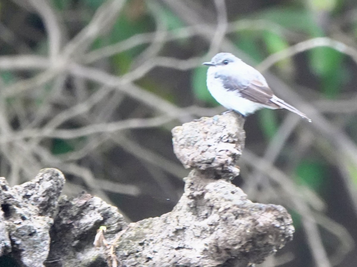 Мухоловка ліберійська - ML645154267