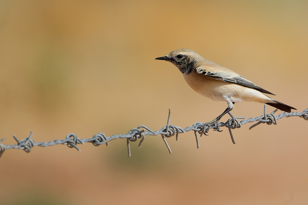 Кам'янка пустельна - ML645154268
