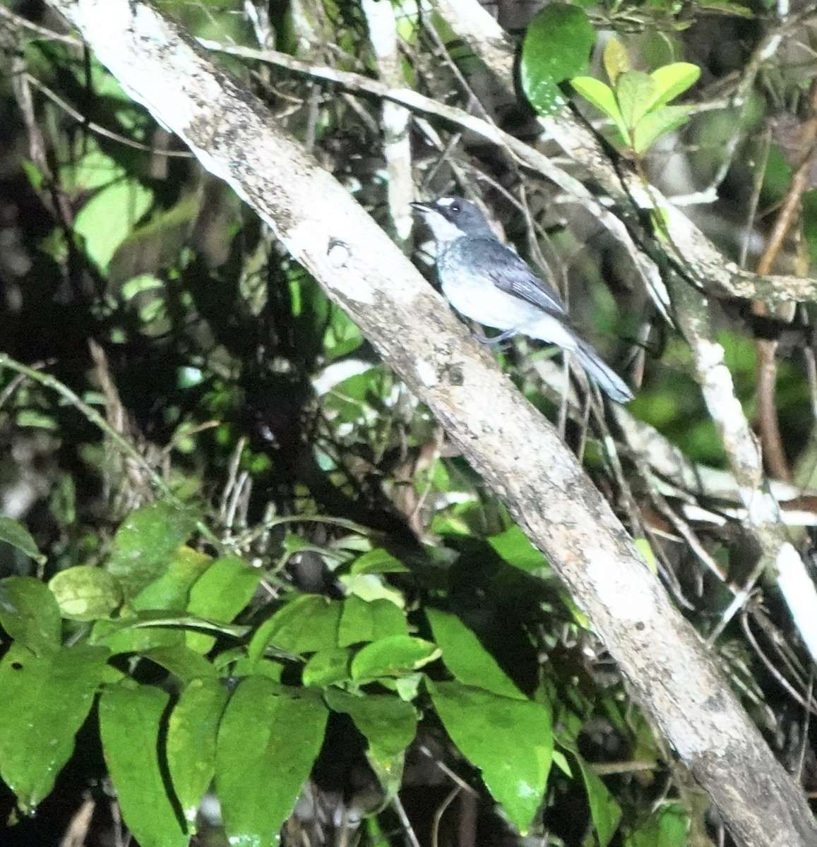 Мухарка білоброва - ML645154270