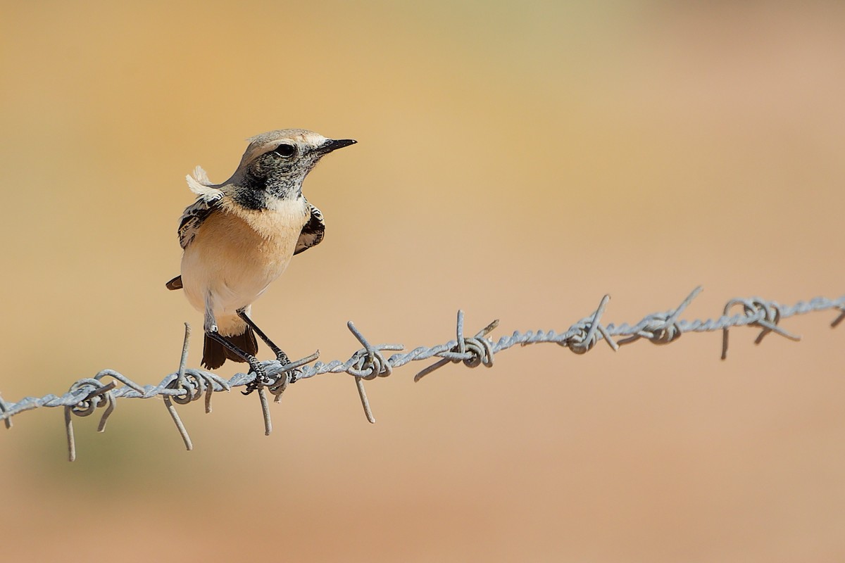 Кам'янка пустельна - ML645154287