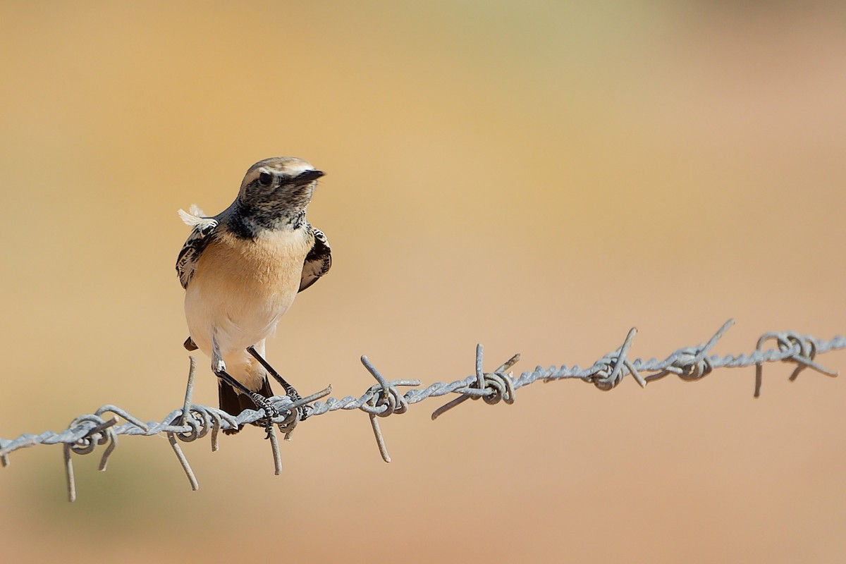 Кам'янка пустельна - ML645154288