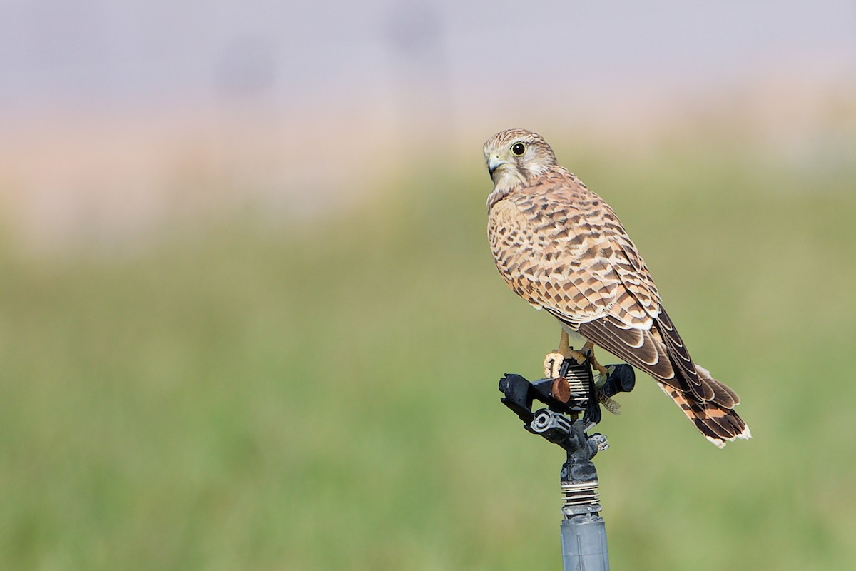 Боривітер звичайний - ML645154293