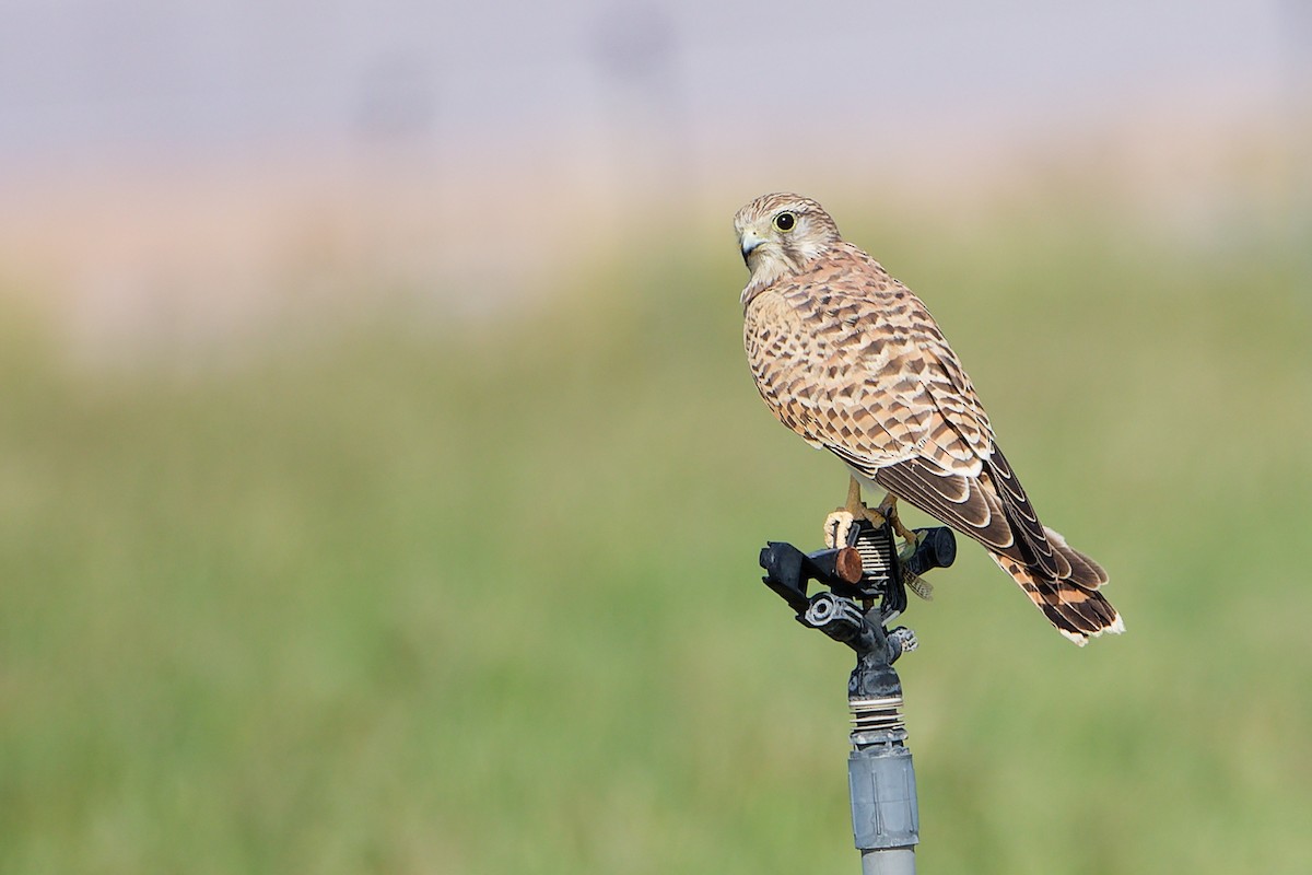 Боривітер звичайний - ML645154294