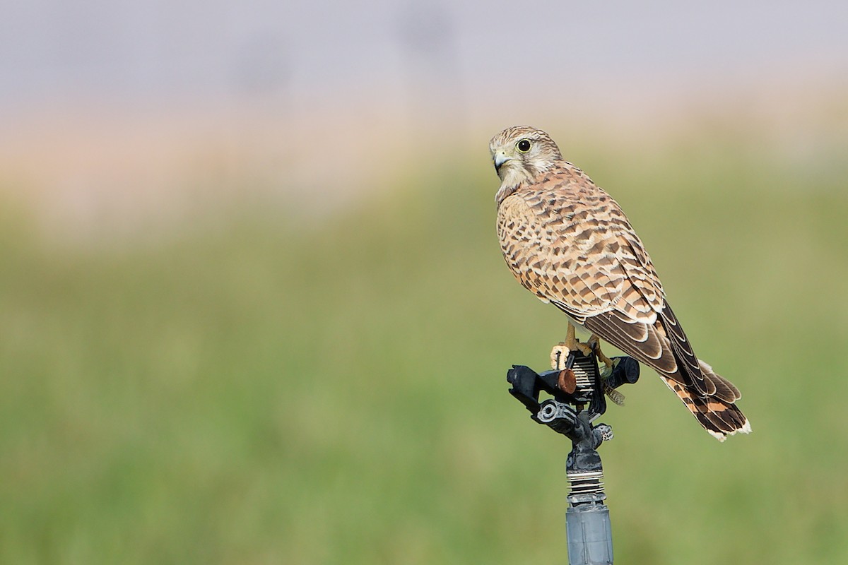 Боривітер звичайний - ML645154295