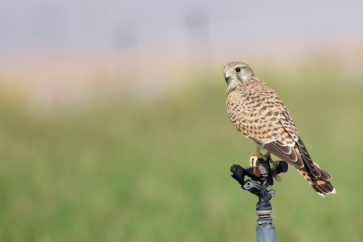 Боривітер звичайний - ML645154296