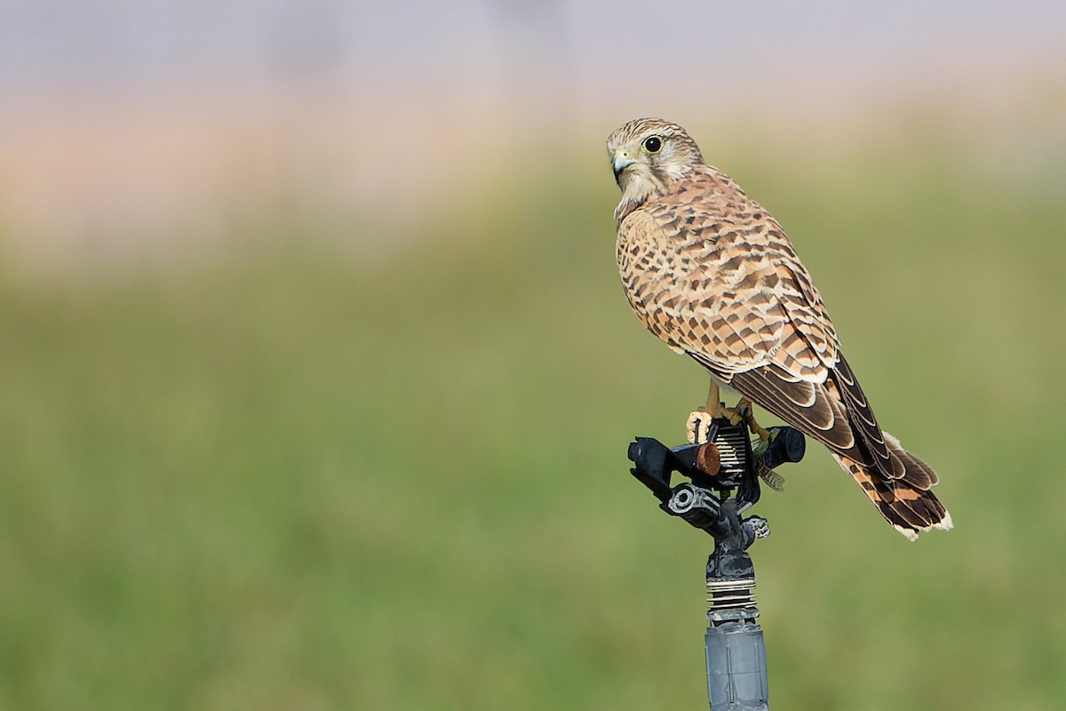 Боривітер звичайний - ML645154297