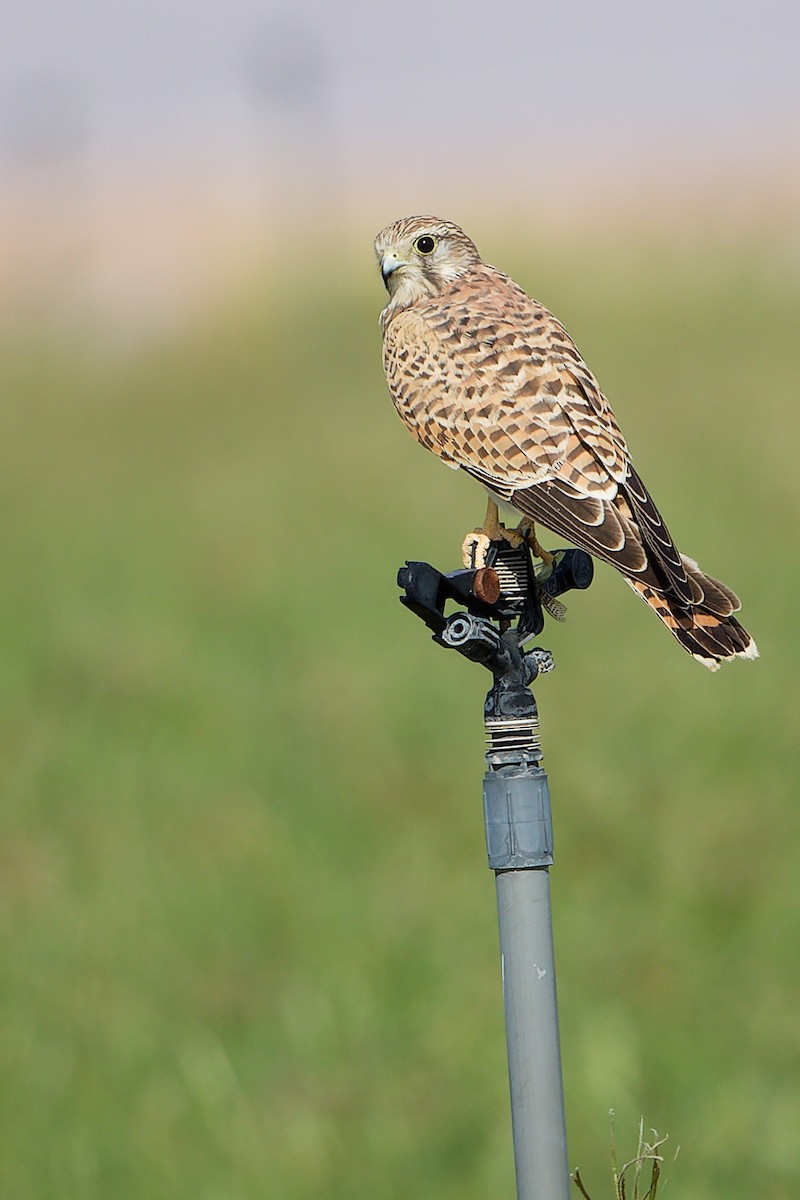 Боривітер звичайний - ML645154298