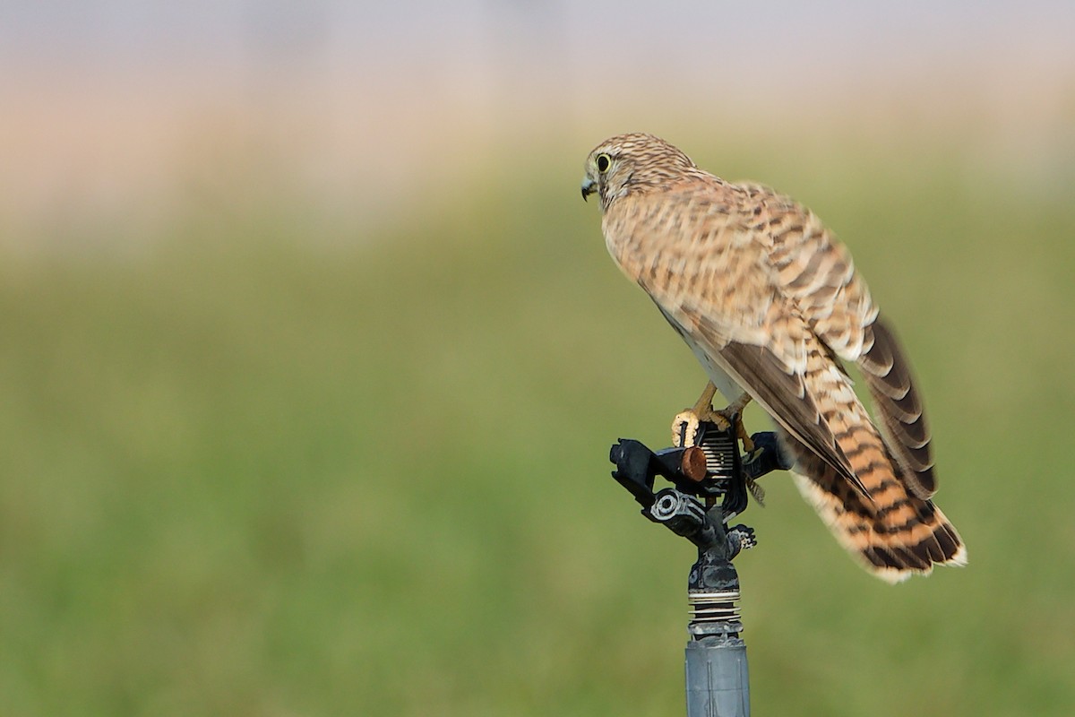 Боривітер звичайний - ML645154301