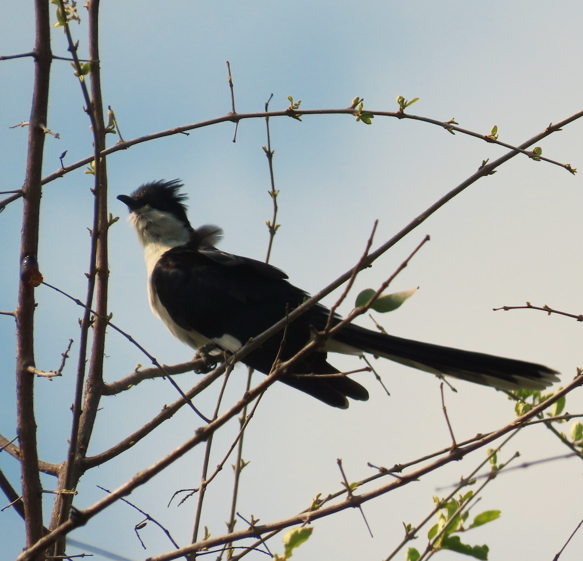 Зозуля строката - ML645154309