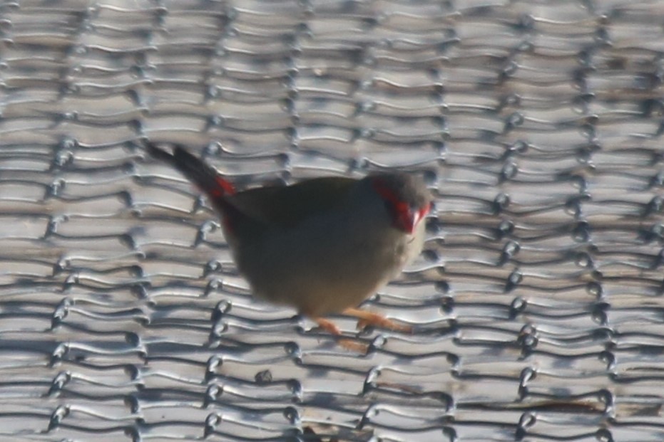 Амадина-рубінчик червоноброва - ML645154310