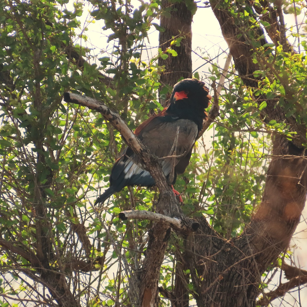 Орел-блазень - ML645154312