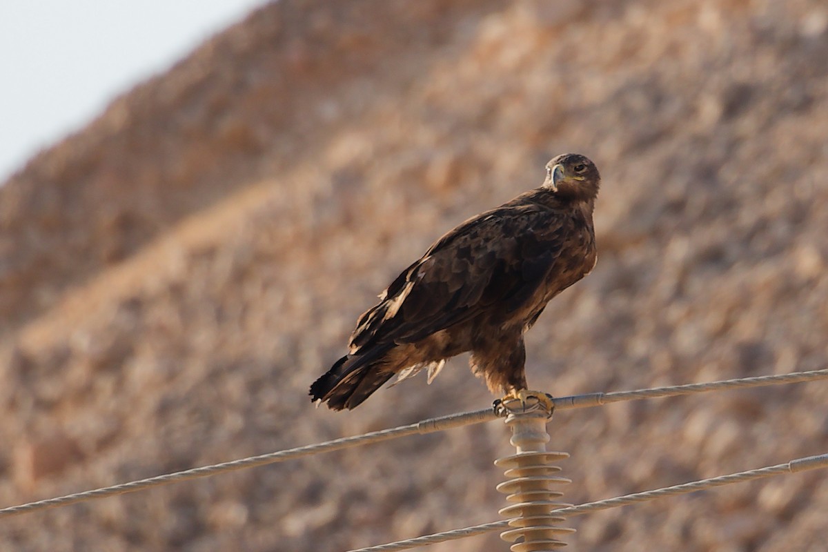 Орел степовий - ML645154313